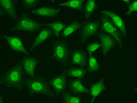 Immunofluorescence - TREX1 Polyclonal Antibody 