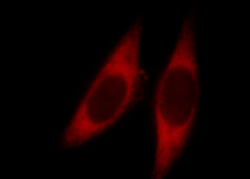 Immunofluorescent analysis of Hela cells, using SCYE1 antibody Catalog No:110234 at 1:25 dilution and Rhodamine-labeled goat anti-rabbit IgG (red).