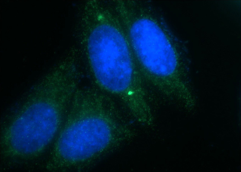 Immunofluorescent analysis of HepG2 cells using Catalog No:110553(FBXO32 Antibody) at dilution of 1:50 and Alexa Fluor 488-congugated AffiniPure Goat Anti-Rabbit IgG(H+L)