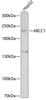 Western blot - ABCC1 Polyclonal Antibody 