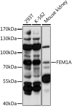 Western blot - FEM1A Polyclonal Antibody 