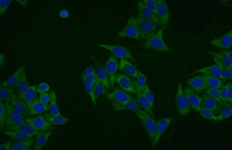 Immunofluorescent analysis of HepG2 cells using Catalog No:110020(DRG1 Antibody) at dilution of 1:25 and Alexa Fluor 488-congugated AffiniPure Goat Anti-Rabbit IgG(H+L)