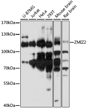 Western blot - ZMIZ2 Polyclonal Antibody 