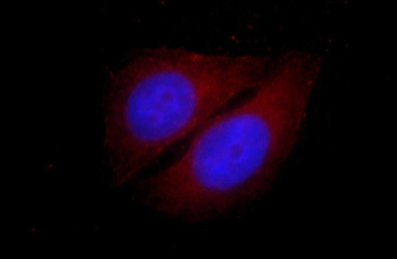 Immunofluorescent analysis of HepG2 cells, using ARL5B antibody Catalog No:108144 at 1:25 dilution and Rhodamine-labeled goat anti-rabbit IgG (red). Blue pseudocolor = DAPI (fluorescent DNA dye).