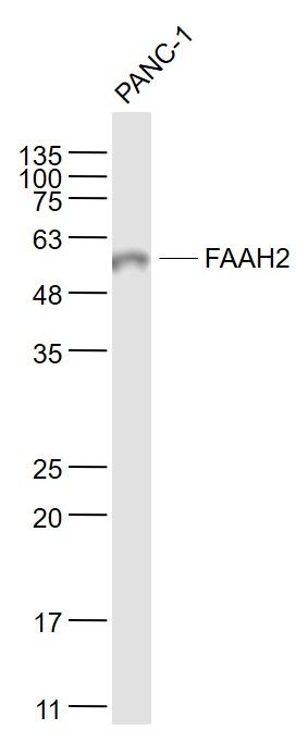 Fig1: Sample:; PANC-1(Human) Cell Lysate at 30 ug; Primary: Anti- FAAH2 at 1/1000 dilution; Secondary: IRDye800CW Goat Anti-Rabbit IgG at 1/20000 dilution; Predicted band size: 58 kD; Observed band size: 58 kD