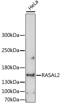 Western blot - RASAL2 Polyclonal Antibody 