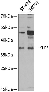 Western blot - KLF3 Polyclonal Antibody 