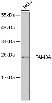 Western blot - FAM3A Polyclonal Antibody 