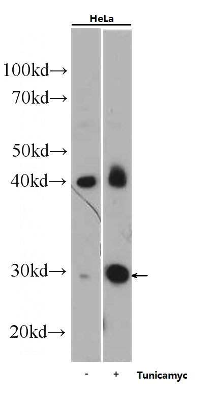 Tunicamycin treated HeLa cells were subjected to SDS PAGE followed by western blot with Catalog No:107155(CHOP; GADD153 Antibody) at dilution of 1:1000