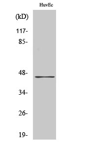 Fig1:; Western Blot analysis of various cells using V1RL2 Polyclonal Antibody. Secondary antibody（catalog#: HA1001) was diluted at 1:20000