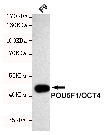 Western blot detection of POU5F1/OCT4 in F9 cell lysates using POU5F1/OCT4 mouse mAb (1:1000 diluted).Predicted band size: 45KDa.Observed band size: 45KDa.
