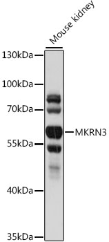 Western blot - MKRN3 Polyclonal Antibody 