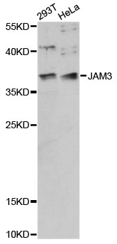 Western blot - JAM3 Polyclonal Antibody 