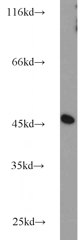 HepG2 cells were subjected to SDS PAGE followed by western blot with Catalog No:113411(NUDC antibody) at dilution of 1:1000
