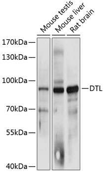 Western blot - DTL Polyclonal Antibody 