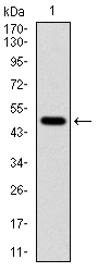 Fig1: Western blot analysis of TUBA8 on human TUBA8 recombinant protein using anti-TUBA8 antibody at 1/1,000 dilution.