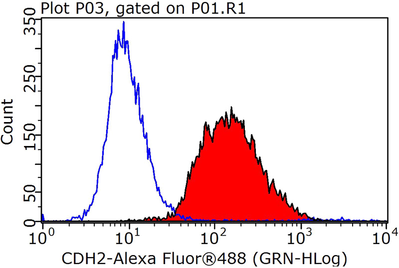 1X10^6 SH-SY5Y cells were stained with 0.2ug N-cadherin antibody (Catalog No:113024, red) and control antibody (blue). Fixed with 90% MeOH blocked with 3% BSA (30 min). Alexa Fluor 488-congugated AffiniPure Goat Anti-Rabbit IgG(H+L) with dilution 1:1000.