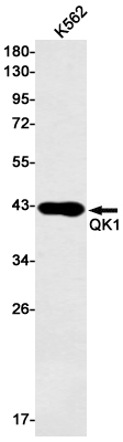 Western blot detection of QK1 in K562 cell lysates using QK1 Rabbit mAb(1:1000 diluted).Predicted band size:38kDa.Observed band size:38kDa.