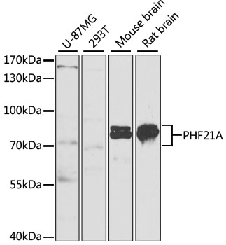 Western blot - PHF21A Polyclonal Antibody 