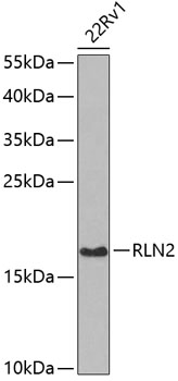 Western blot - RLN2 Polyclonal Antibody 