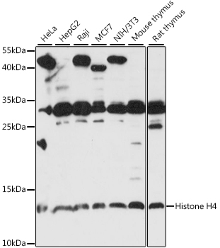 Western blot - Histone H4 Polyclonal Antibody 