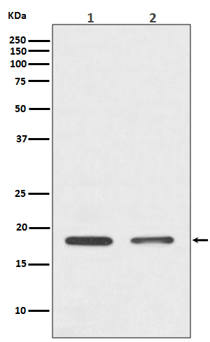 Western blot analysis of Histone H3 expression in (1) HeLa cell lysate; (2) 3T3 cell lysate.