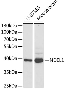 Western blot - NDEL1 Polyclonal Antibody 