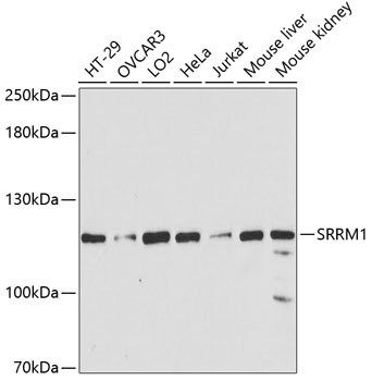 Western blot - SRRM1 Polyclonal Antibody 