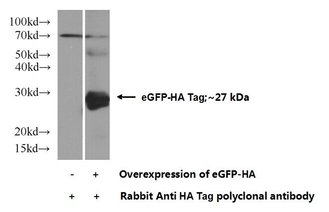 Transfected HEK-293 cells were subjected to SDS PAGE followed by western blot with Catalog No:117324(HA-tag Antibody) at dilution of 1:3000