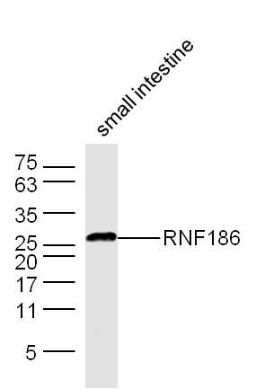 Fig1: Sample: Small intestine (Mouse) Lysate at 40 ug; Primary: Anti-RNF186 at 1/300 dilution; Secondary: IRDye800CW Goat Anti-Rabbit IgG at 1/20000 dilution; Predicted band size: 24 kD; Observed band size: 26 kD