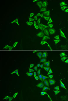 Immunofluorescence - INPP5J Polyclonal Antibody 