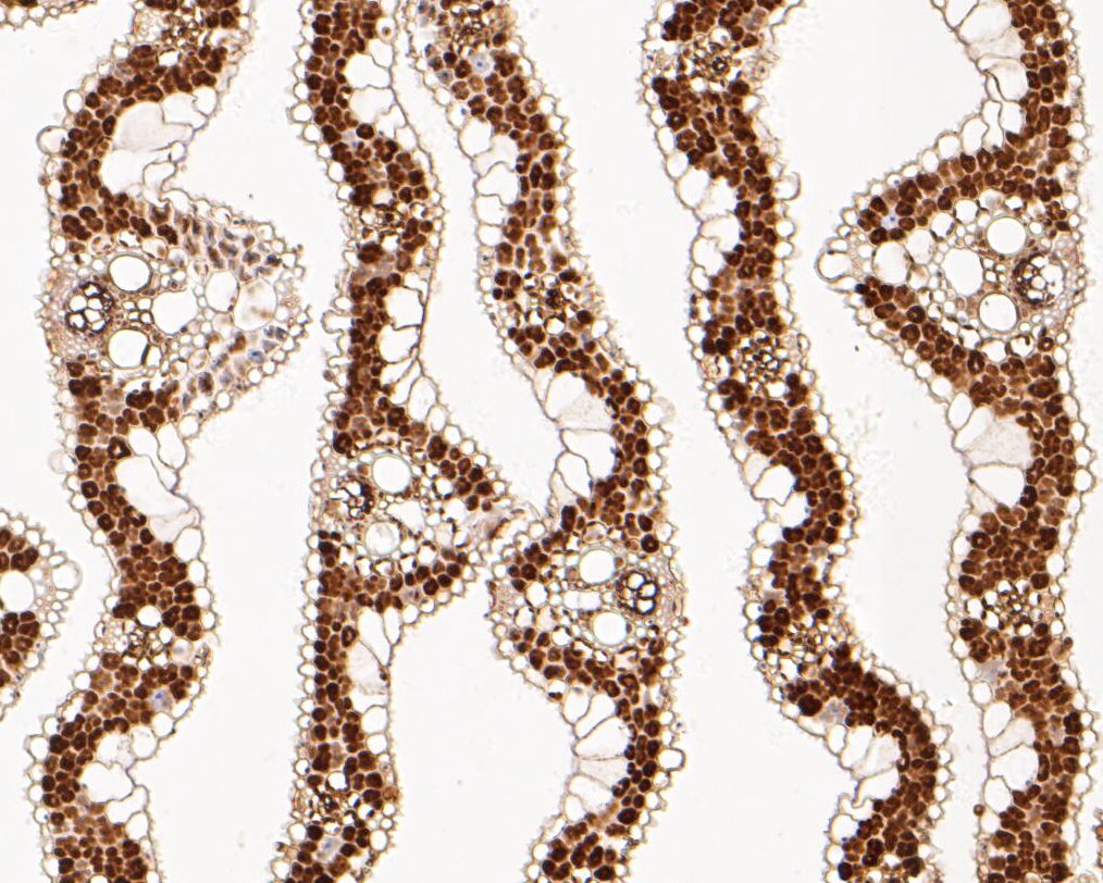 Fig2: Immunohistochemical analysis of paraffin-embedded rice tissue using anti-Arogenate dehydratase antibody. The section was pre-treated using heat mediated antigen retrieval with Tris-EDTA buffer (pH 8.0-8.4) for 20 minutes.The tissues were blocked in 5% BSA for 30 minutes at room temperature, washed with ddH2O and PBS, and then probed with the primary antibody ( 1/50) for 30 minutes at room temperature. The detection was performed using an HRP conjugated compact polymer system. DAB was used as the chromogen. Tissues were counterstained with hematoxylin and mounted with DPX.