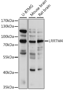 Western blot - LRRTM4 Polyclonal Antibody 