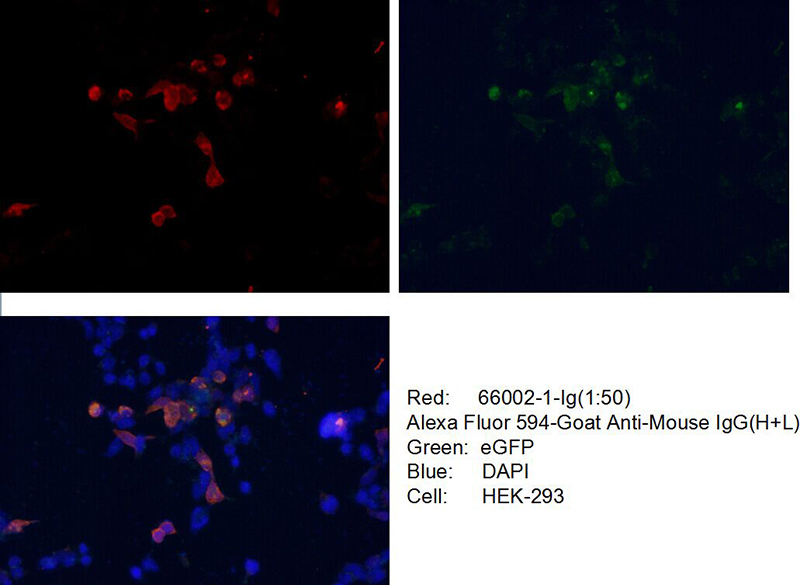 Immunofluorescent analysis of Transfected HEK-293 cells using Catalog No:117318(GFP tag Antibody) at dilution of 1:50 and Alexa Fluor 488-congugated AffiniPure Goat Anti-Mouse IgG(H+L)