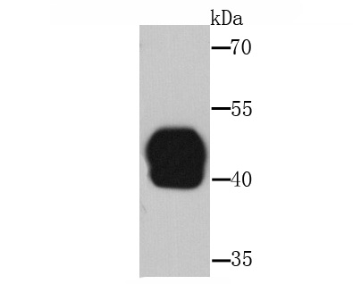 Fig1: Western blot analysis on A. thaliana tissue lysates using anti-Rubisco activase rabbit polyclonal antibody at 1/10,000 dilution.