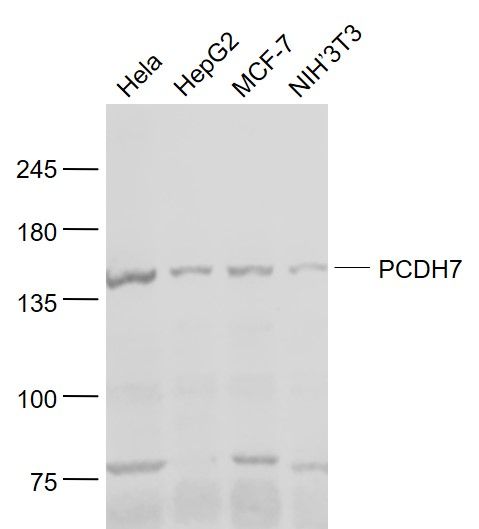 Fig1: Sample:; Hela(Human) Cell Lysate at 30 ug; HepG2(Human) Cell Lysate at 30 ug; MCF-7(Human) Cell Lysate at 30 ug; NIH/3T3(Mouse) Cell Lysate at 30 ug; Primary: Anti- PCDH7 at 1/1000 dilution; Secondary: IRDye800CW Goat Anti-Rabbit IgG at 1/20000 dilution; Predicted band size: 113 kD; Observed band size: 150 kD