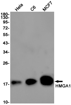 Western blot detection of HMGA1 in Hela,C6,MCF7 cell lysates using HMGA1 Rabbit pAb(1:1000 diluted).Predicted band size:12KDa.Observed band size:18KDa.