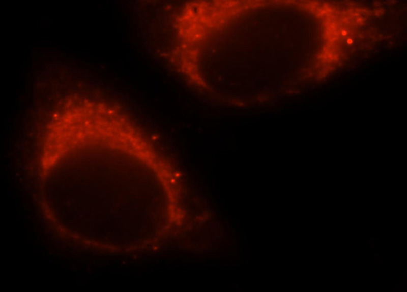 Immunofluorescent analysis of HepG2 cells, using NFS1 antibody Catalog No:113164 at 1:25 dilution and Rhodamine-labeled goat anti-rabbit IgG (red).