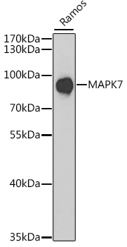 Western blot - MAPK7 Polyclonal Antibody 