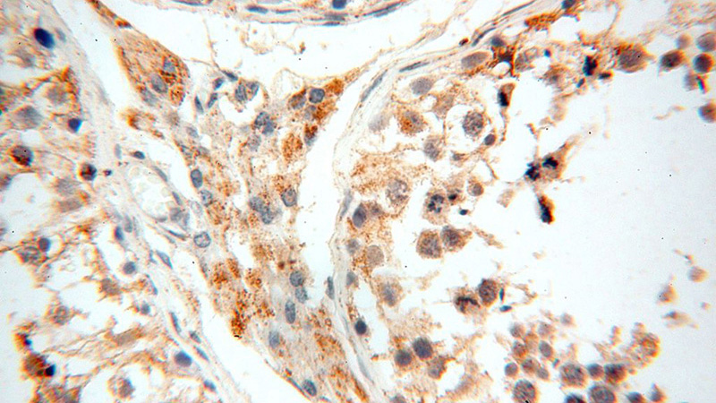 Immunohistochemical of paraffin-embedded human testis using Catalog No:116521(UBE2DNL antibody) at dilution of 1:50 (under 40x lens)