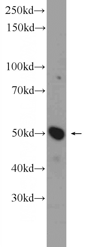 HEK-293 cells were subjected to SDS PAGE followed by western blot with Catalog No:116867(WDR40A Antibody) at dilution of 1:300
