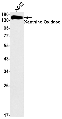 Western blot detection of Xanthine Oxidase in K562 cell lysates using Xanthine Oxidase Rabbit mAb(1:1000 diluted).Predicted band size:146kDa.Observed band size:146kDa.