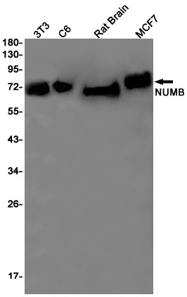 Western blot detection of NUMB in 3T3,C6,Rat Brain,MCF7 cell lysates using NUMB Rabbit pAb(1:1000 diluted).Predicted band size:71kDa.Observed band size:71kDa.