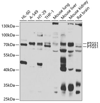 Western blot - PTGS1 Polyclonal Antibody 