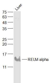 Fig1: Sample:; Liver (Mouse) Lysate at 40 ug; Primary: Anti-RELM alpha at 1/1000 dilution; Secondary: IRDye800CW Goat Anti-Rabbit IgG at 1/20000 dilution; Predicted band size: 9 kD; Observed band size: 14 kD