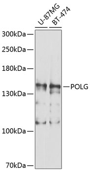 Western blot - POLG Polyclonal Antibody 