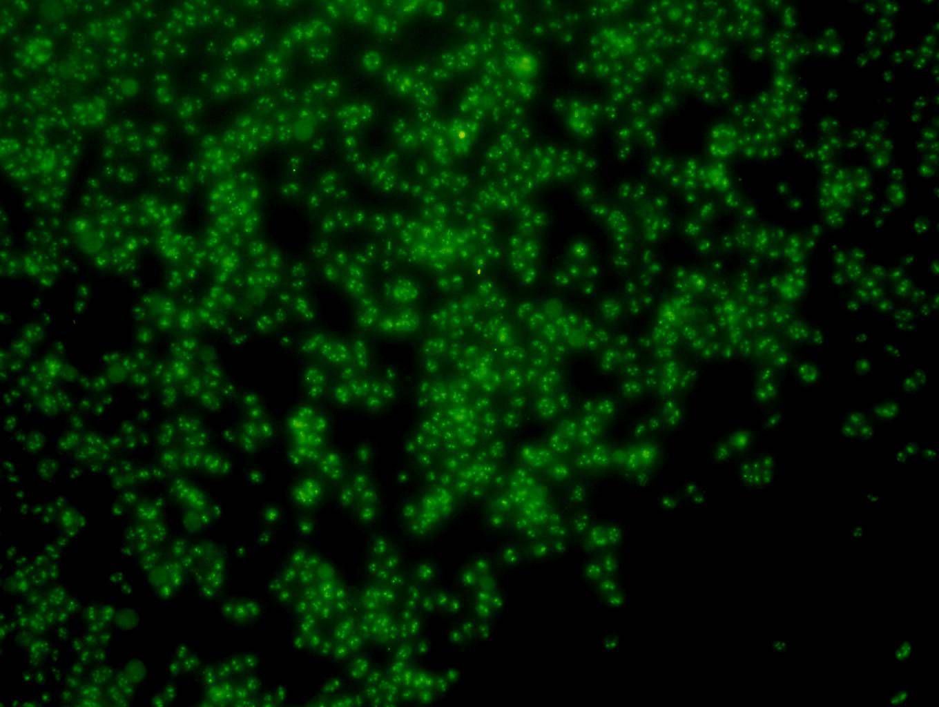 Fig2: Immunofluorescent staining of F9 cells using anti-PGBD5 Mouse mAb (Cat. # 176652#).