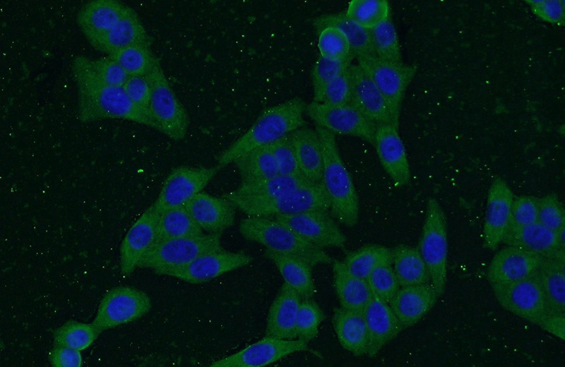 Immunofluorescent analysis of HeLa cells using Catalog No:107540(Vimentin Antibody) at dilution of 1:50 and Alexa Fluor 488-congugated AffiniPure Goat Anti-Mouse IgG(H+L)