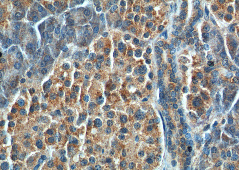 Immunohistochemistry of paraffin-embedded human pancreas tissue slide using Catalog No:108996(CCK Antibody) at dilution of 1:200 (under 40x lens).