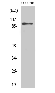 Fig1:; Western Blot analysis of various cells using DDX54 Polyclonal Antibody cells nucleus extracted by Minute TM Cytoplasmic and Nuclear Fractionation kit.